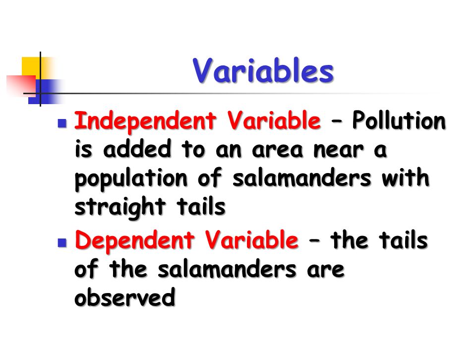 Variables Independent Variable – Pollution is added to an area near a population of salamanders with straight tails Independent Variable – Pollution is added to an area near a population of salamanders with straight tails Dependent Variable – the tails of the salamanders are observed Dependent Variable – the tails of the salamanders are observed