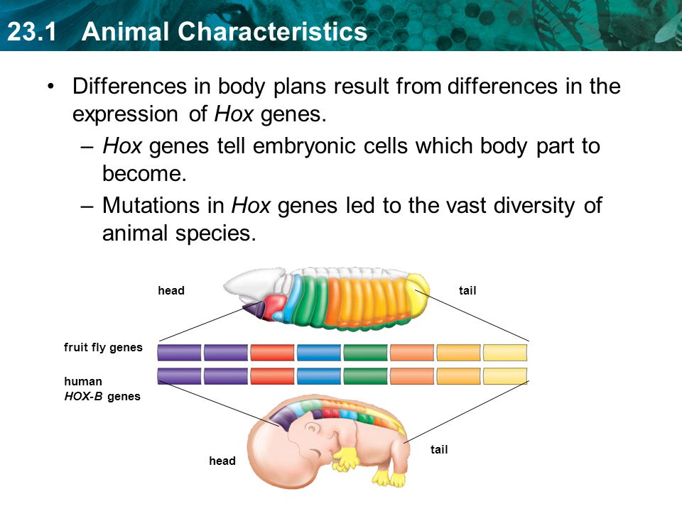  Animal Characteristics KEY CONCEPT Animals are diverse but share  common characteristics. - ppt download