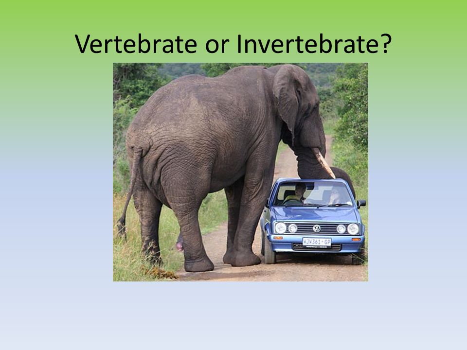Are Elephants Vertebrates Or Invertebrates 