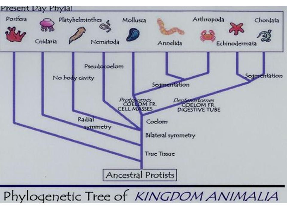 Zoology An Introduction. Zoology Study of animals In this class- Important  Kingdoms- Protista- some, unicellular, animal-like organisms(protozoans)  considered. - ppt download