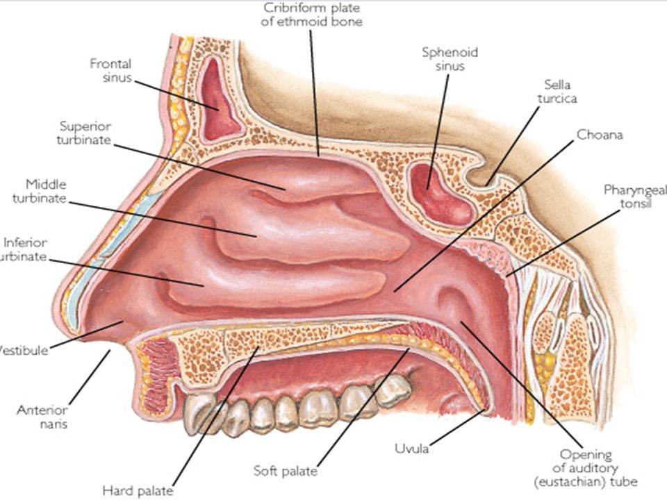 Presentation on theme: "nose & assocIated structures Larynx, trach...