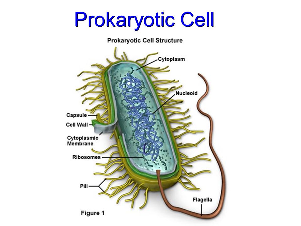Нуклеоид прокариот. Нуклеоид бактериальной клетки строение. Нуклеоид бактерий строение. Строение прокариотической клетки рисунок. Нуклеоид строение.