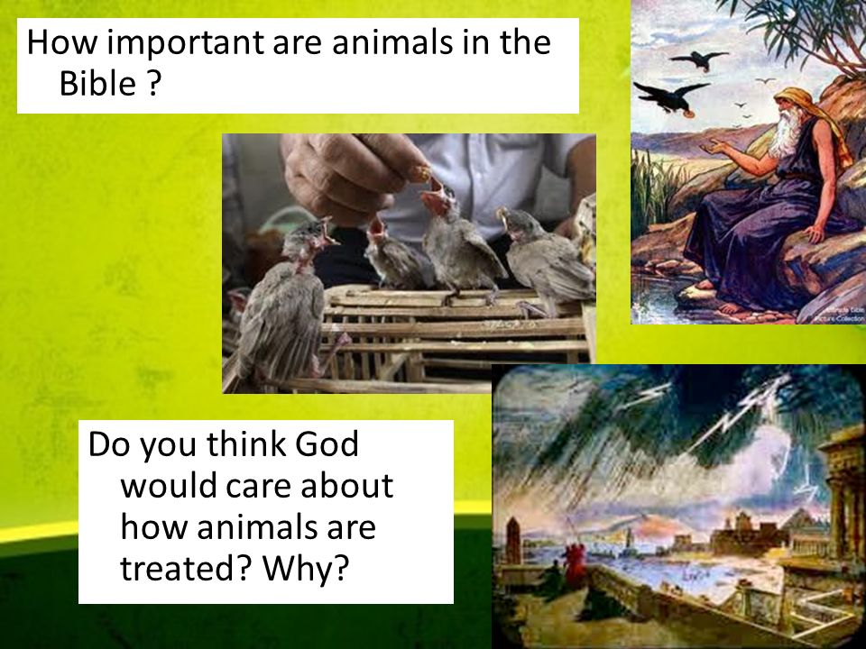 Why are animals important to us? Think of as many ways as you can in 1 min  To explain 4 ways in which Animals are important in the Bible To give  evidence. -