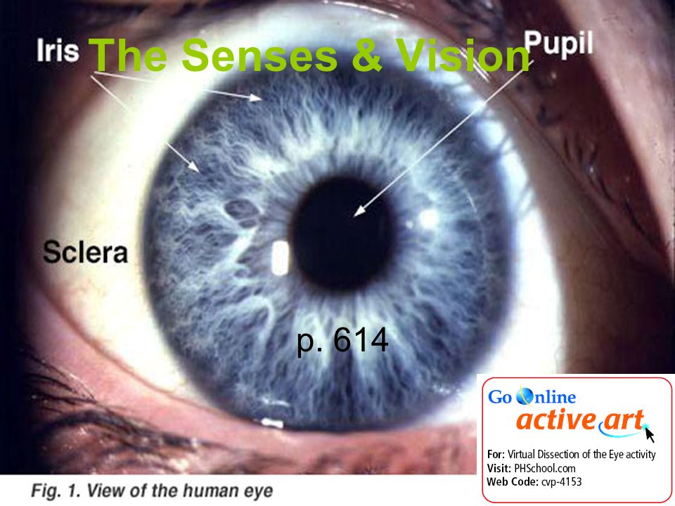 The Senses & Vision p. 614