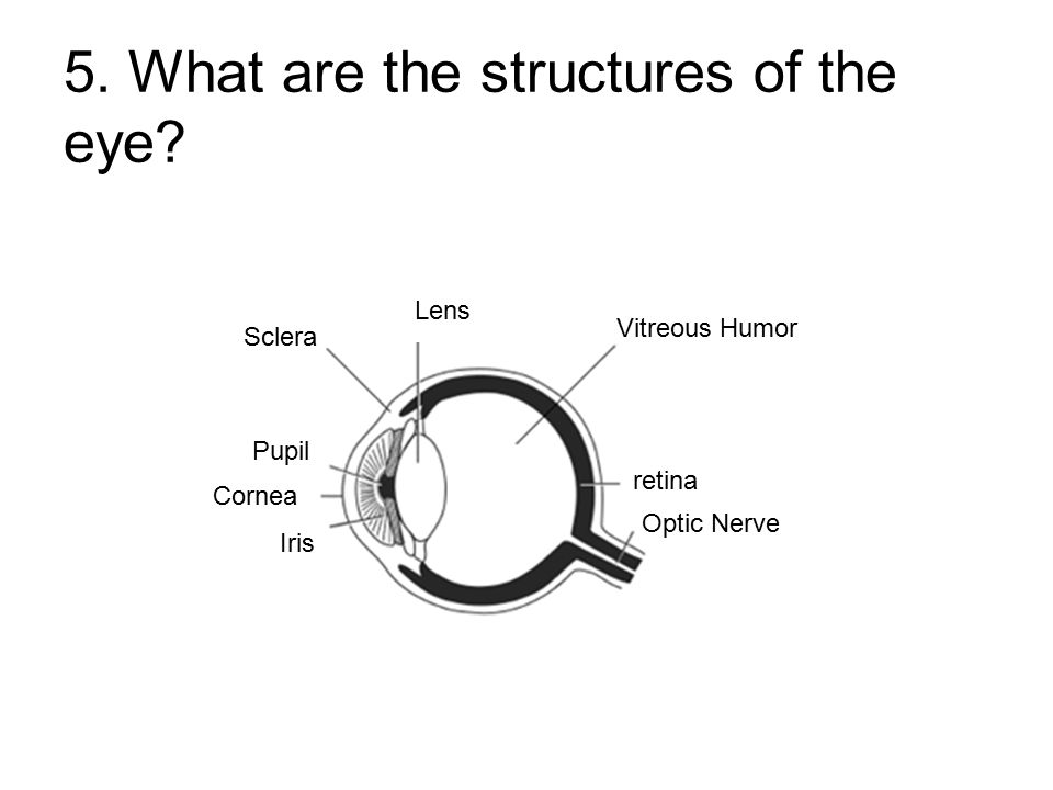 5. What are the structures of the eye.