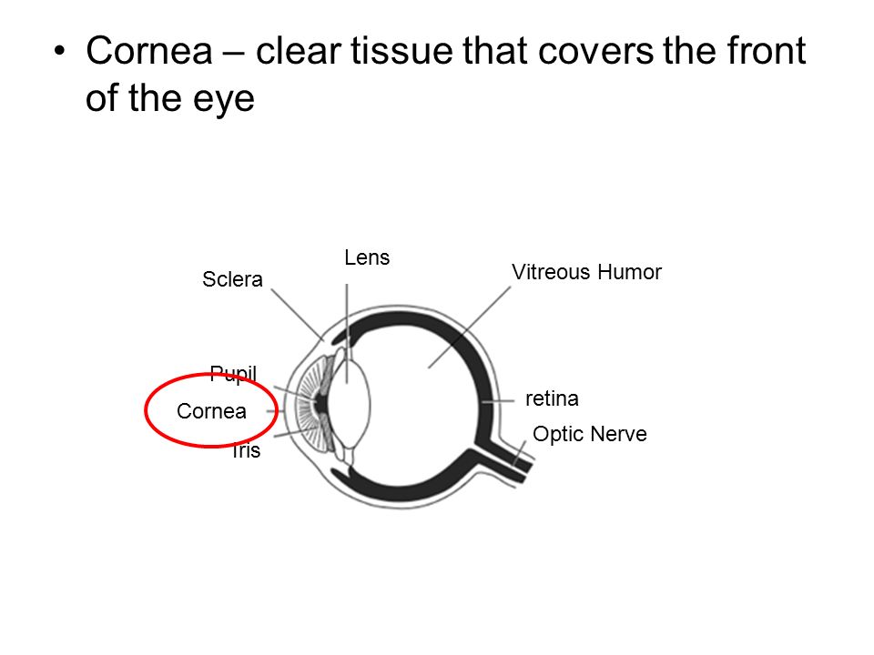 Cornea – clear tissue that covers the front of the eye Vitreous Humor Lens Sclera Pupil Cornea Iris retina Optic Nerve