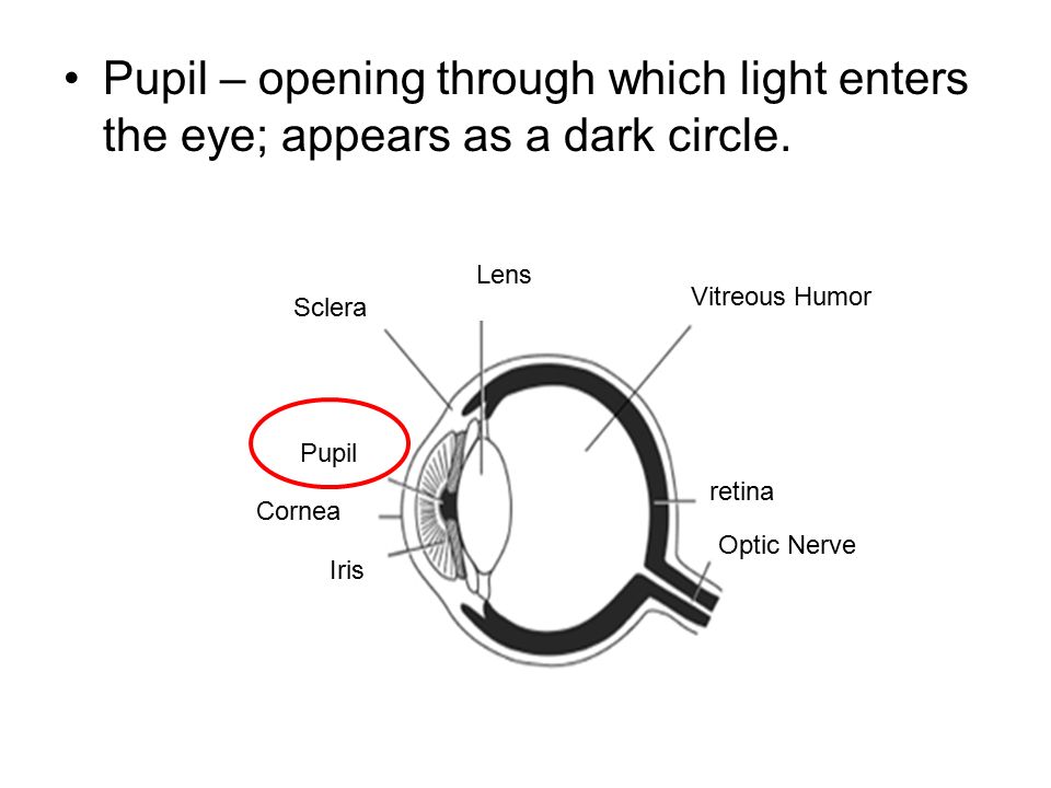 Pupil – opening through which light enters the eye; appears as a dark circle.