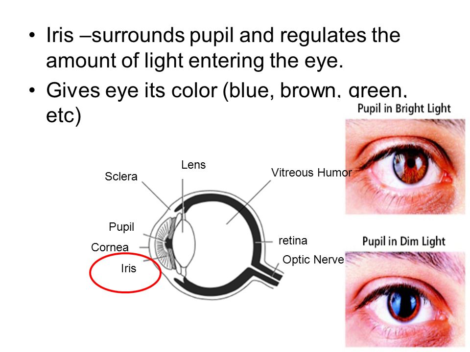 Iris –surrounds pupil and regulates the amount of light entering the eye.