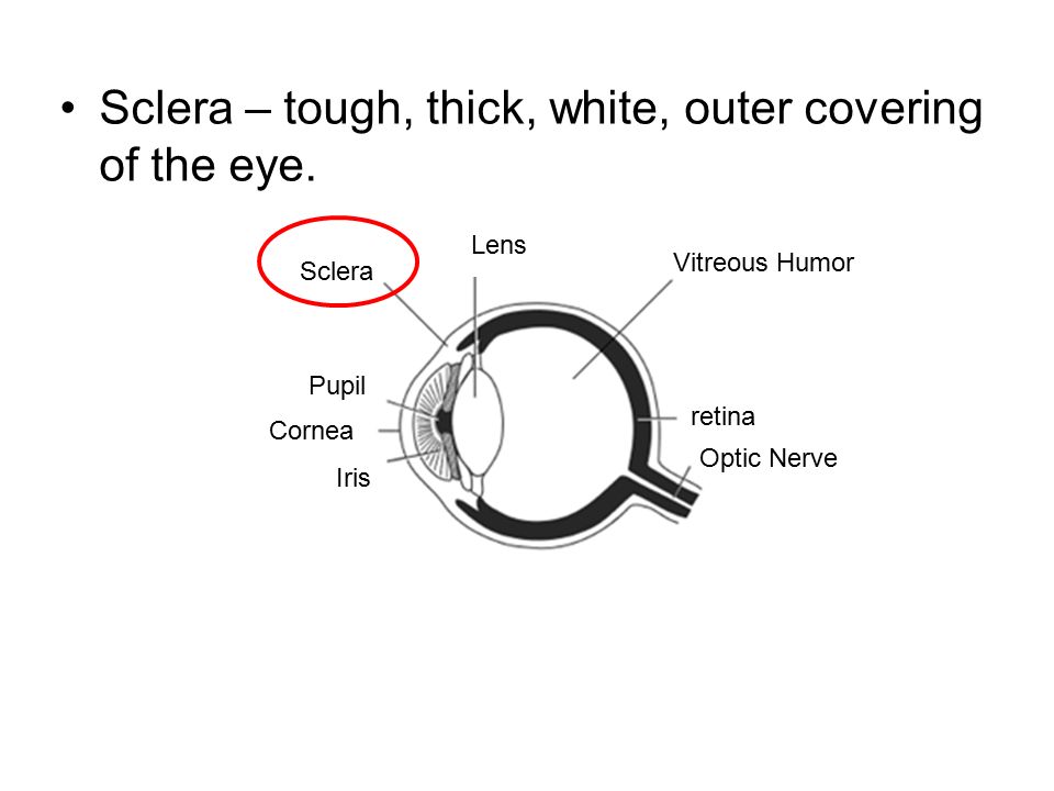 Sclera – tough, thick, white, outer covering of the eye.
