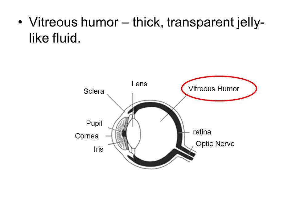 Vitreous humor – thick, transparent jelly- like fluid.