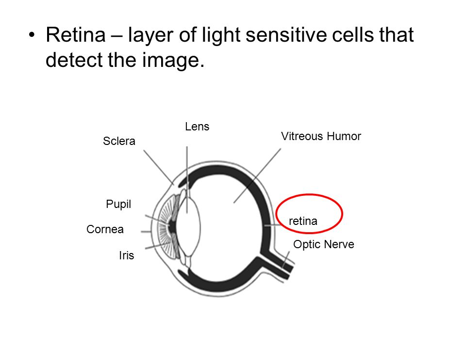 Vitreous Humor Lens Sclera Pupil Cornea Iris retina Optic Nerve Retina – layer of light sensitive cells that detect the image.