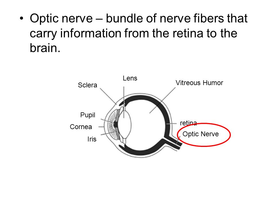 Optic nerve – bundle of nerve fibers that carry information from the retina to the brain.
