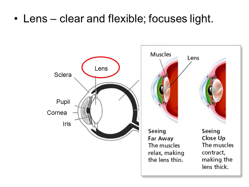 Lens – clear and flexible; focuses light.