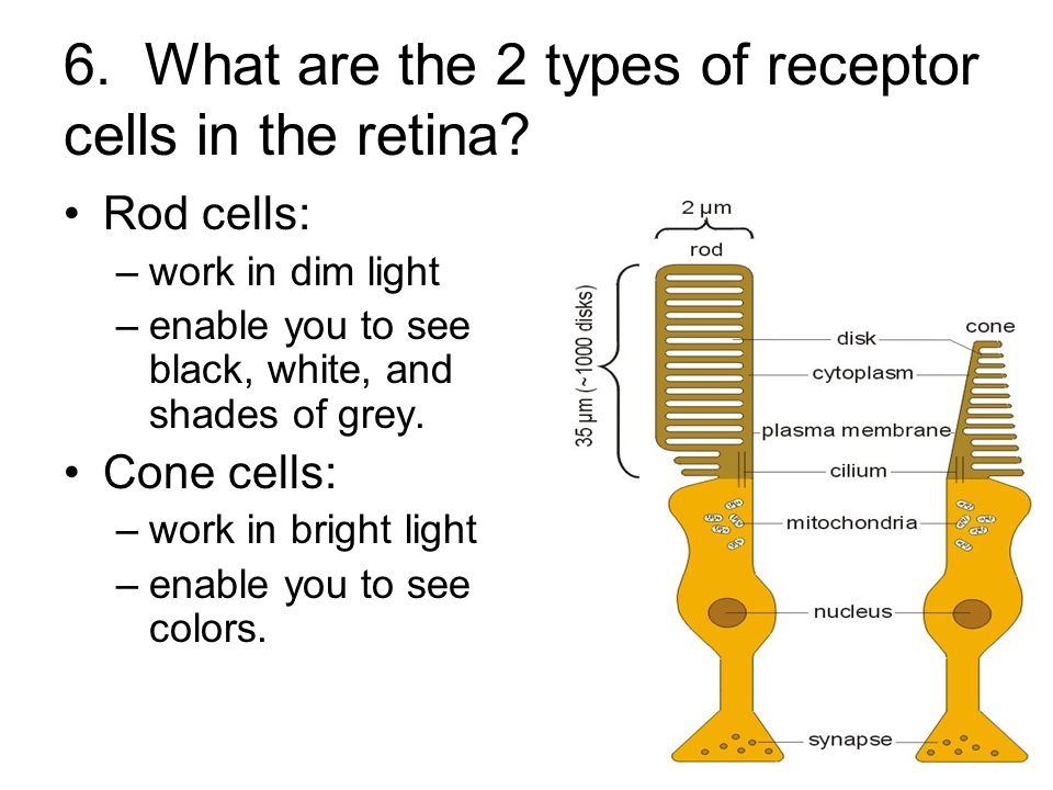 6. What are the 2 types of receptor cells in the retina.
