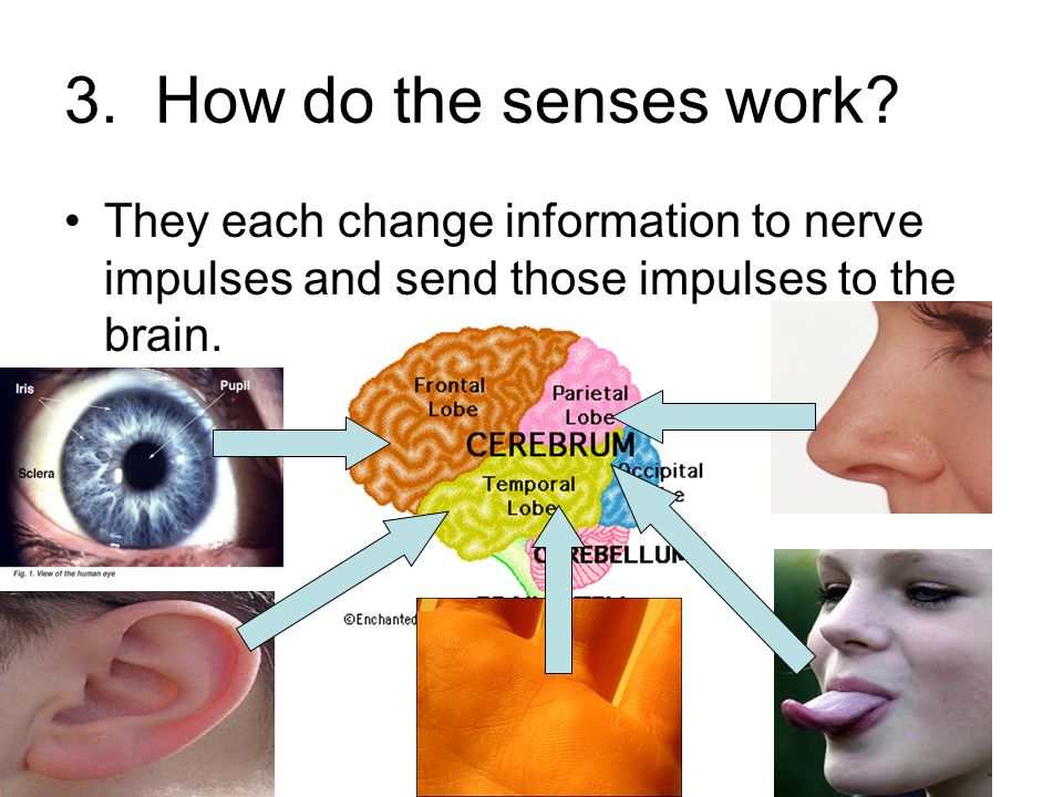 3. How do the senses work.