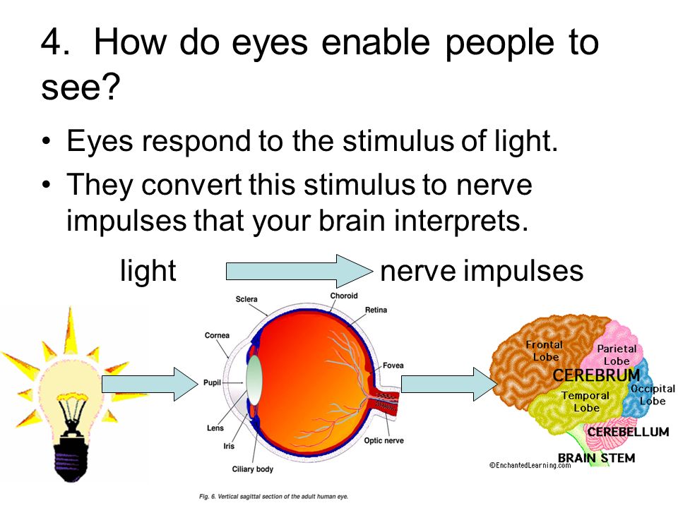 4. How do eyes enable people to see. Eyes respond to the stimulus of light.
