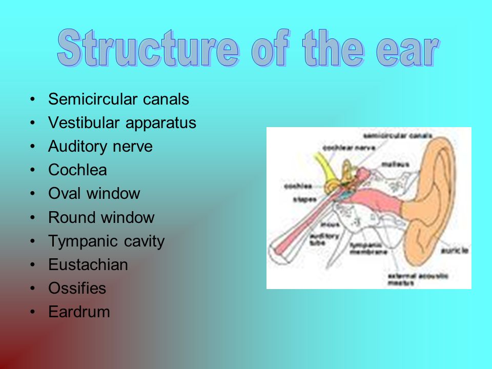 By: Tina A. Sayani Marcus Collins. Semicircular canals Vestibular ...