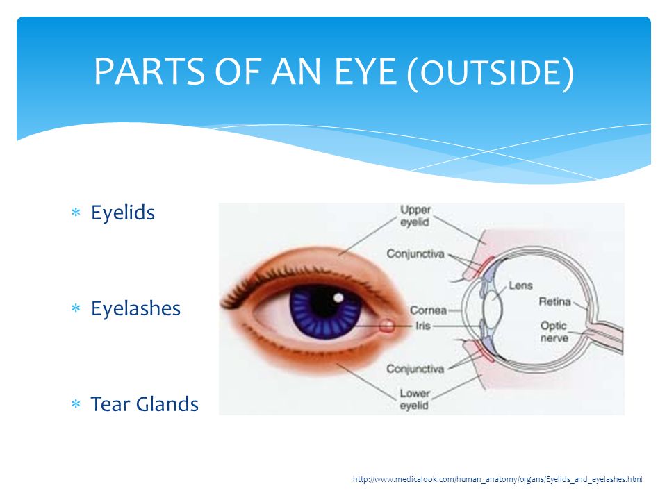 PARTS OF AN EYE (OUTSIDE)    Eyelids  Eyelashes  Tear Glands