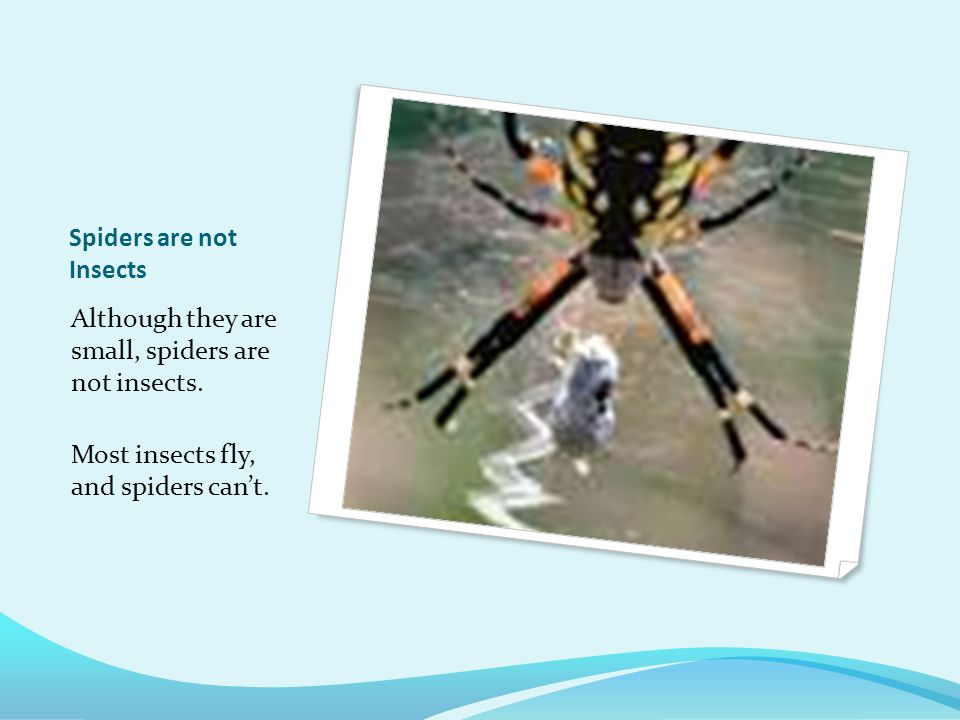 Spiders Spiders have two body parts, the head and the abdomen. Spiders do not have antennae.