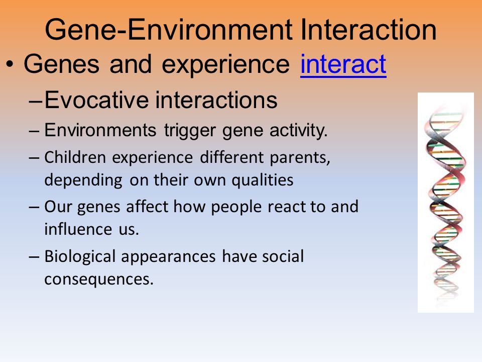 Gene-Environment Interaction Genes and experience interactinteract –Evocative interactions –Environments trigger gene activity.