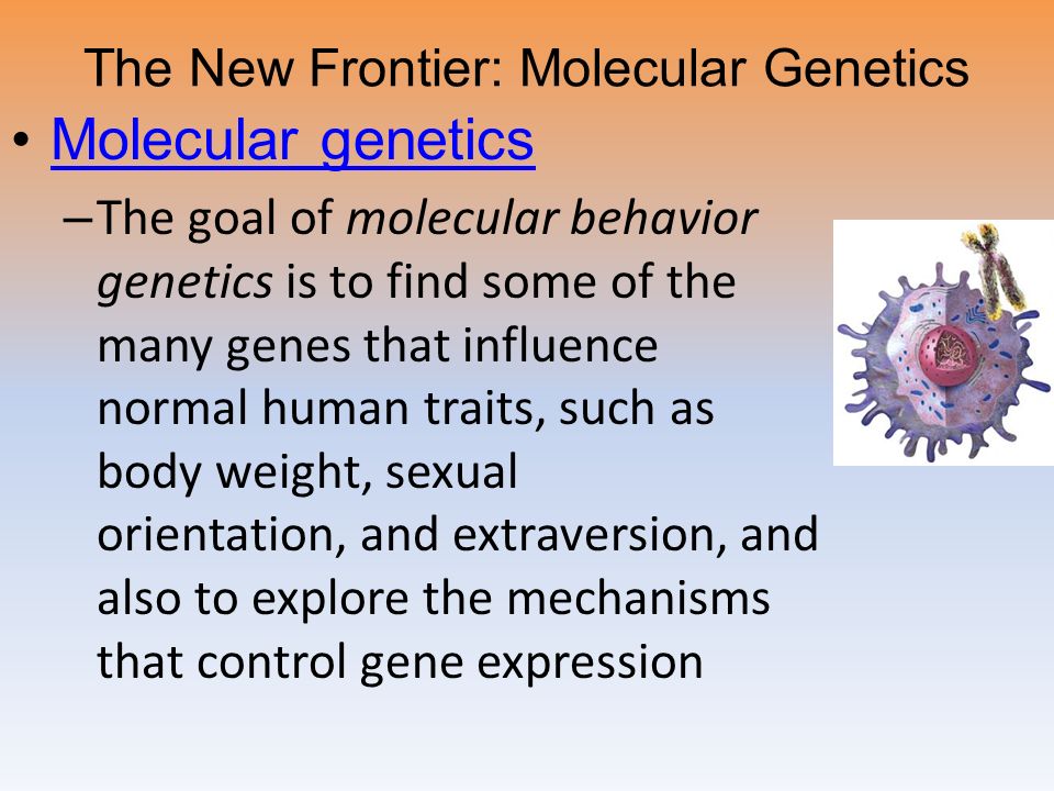 The New Frontier: Molecular Genetics Molecular genetics – The goal of molecular behavior genetics is to find some of the many genes that influence normal human traits, such as body weight, sexual orientation, and extraversion, and also to explore the mechanisms that control gene expression