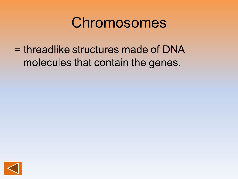 Chromosomes = threadlike structures made of DNA molecules that contain the genes.