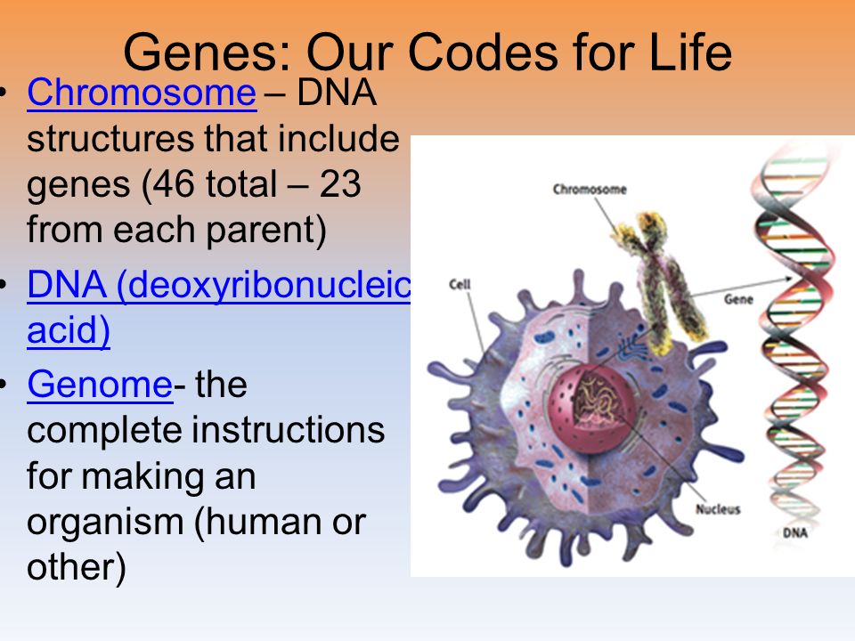Genes: Our Codes for Life Chromosome – DNA structures that include genes (46 total – 23 from each parent)Chromosome DNA (deoxyribonucleic acid)DNA (deoxyribonucleic acid) Genome- the complete instructions for making an organism (human or other)Genome