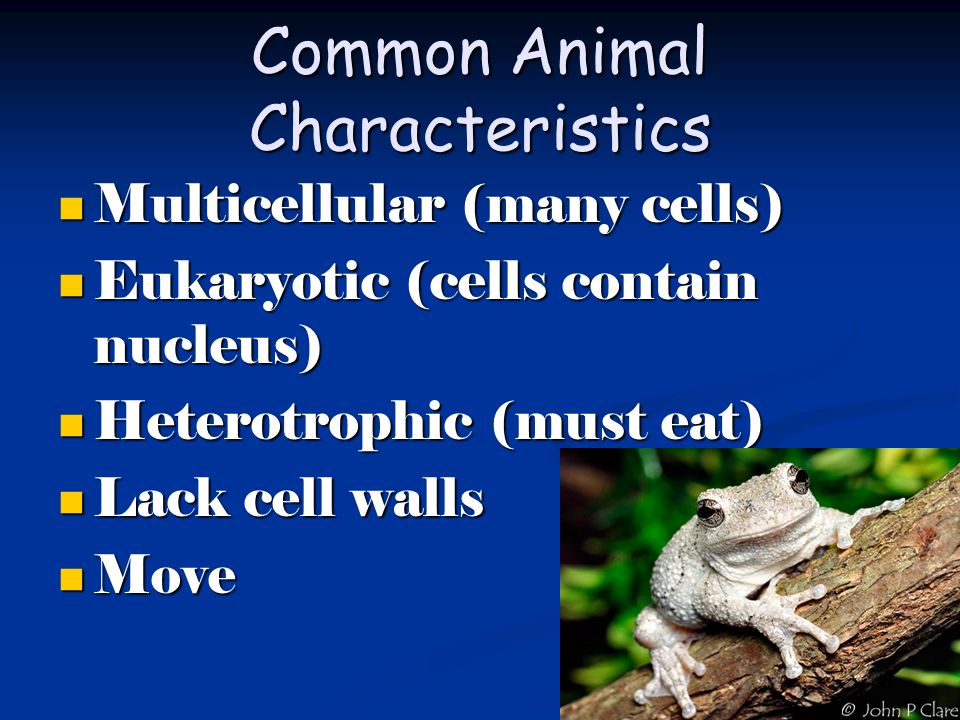 9 Phyla of the Animal Kingdom. Common Animal Characteristics Multicellular  (many cells) Multicellular (many cells) Eukaryotic (cells contain nucleus)  - ppt download