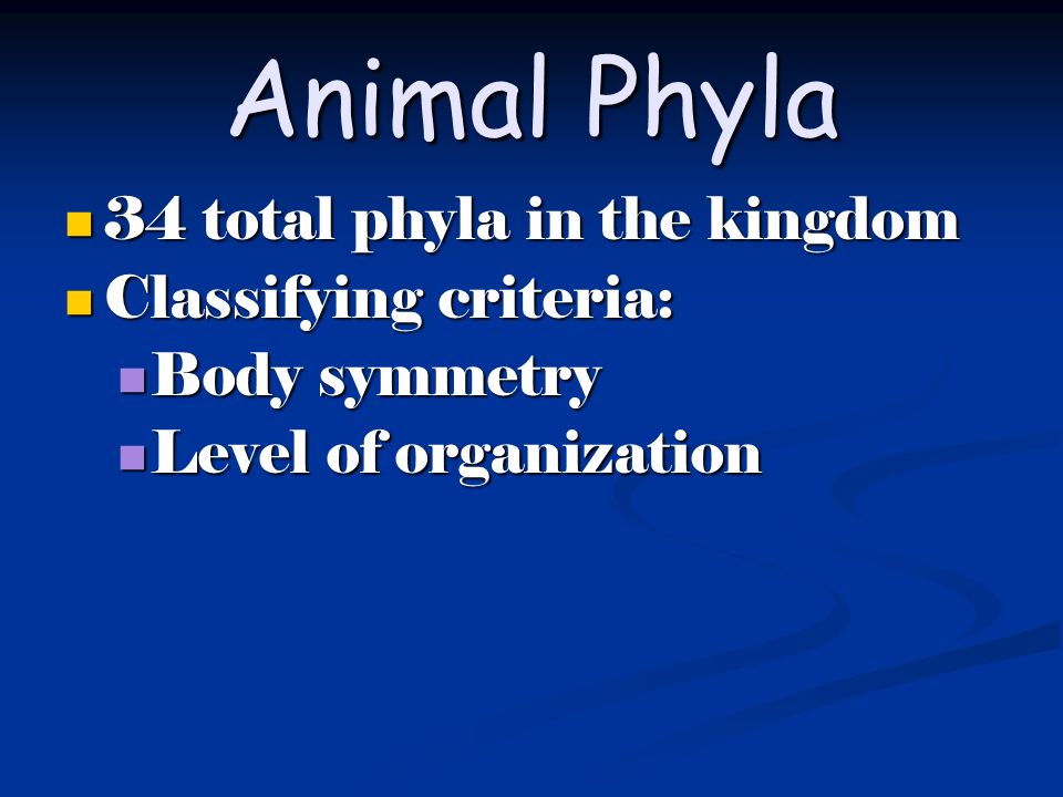 9 Phyla of the Animal Kingdom. Common Animal Characteristics Multicellular  (many cells) Multicellular (many cells) Eukaryotic (cells contain nucleus)  - ppt download