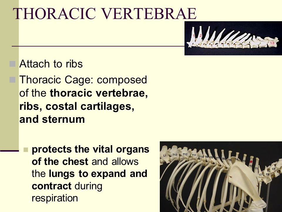 THORACIC VERTEBRAE Attach to ribs Thoracic Cage: composed of the thoracic vertebrae, ribs, costal cartilages, and sternum protects the vital organs of the chest and allows the lungs to expand and contract during respiration