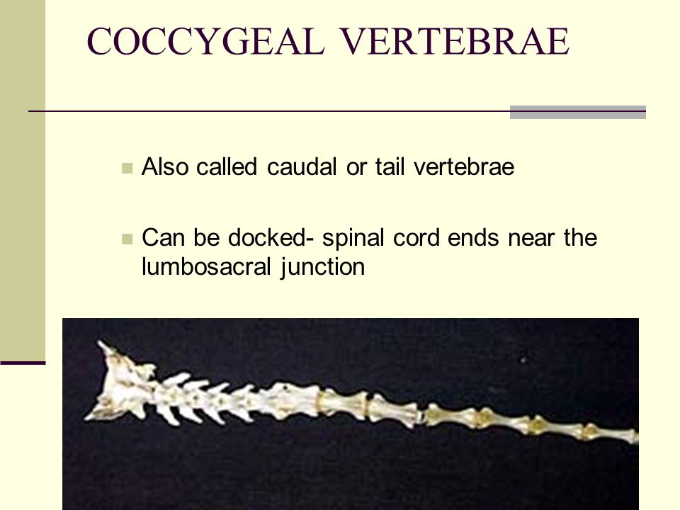 COCCYGEAL VERTEBRAE Also called caudal or tail vertebrae Can be docked- spinal cord ends near the lumbosacral junction