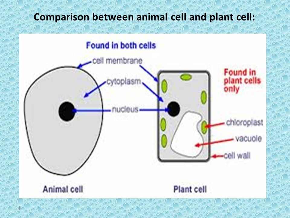 L ab 1 Parts of light microscope and plant cellular components ppt download