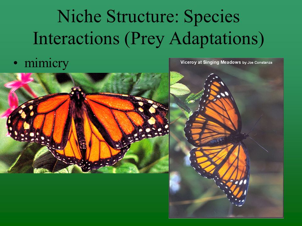 Niche Structure: Species Interactions (Prey Adaptations) Spines or thorns