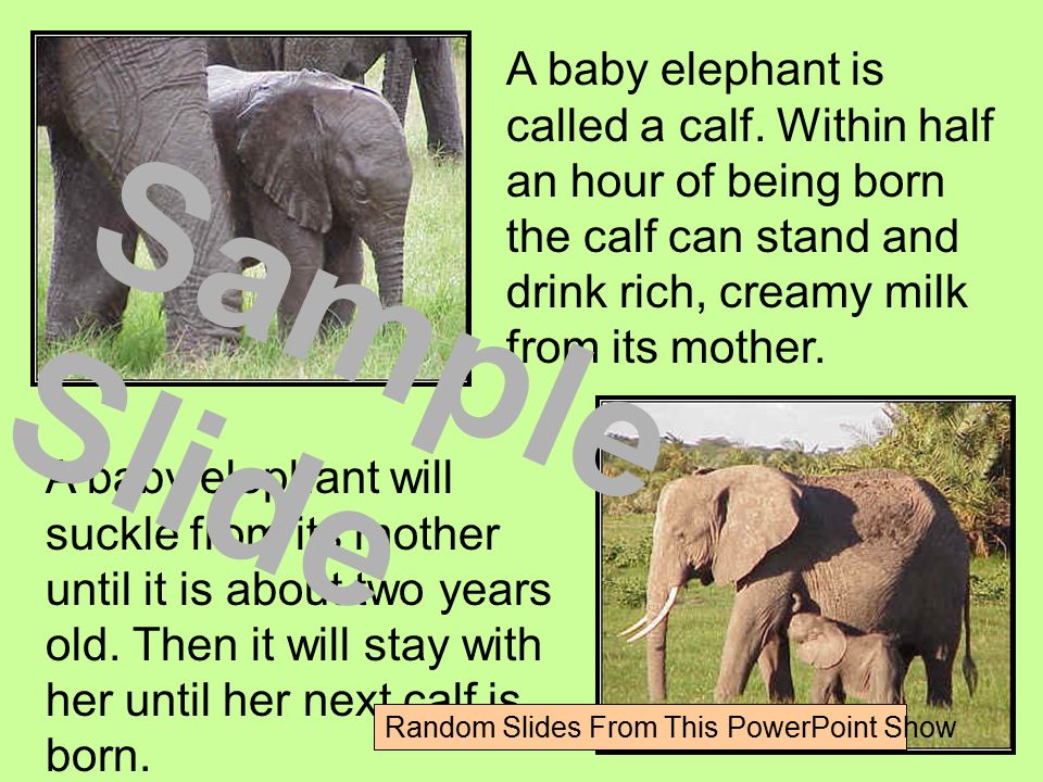 A baby elephant is called a calf.