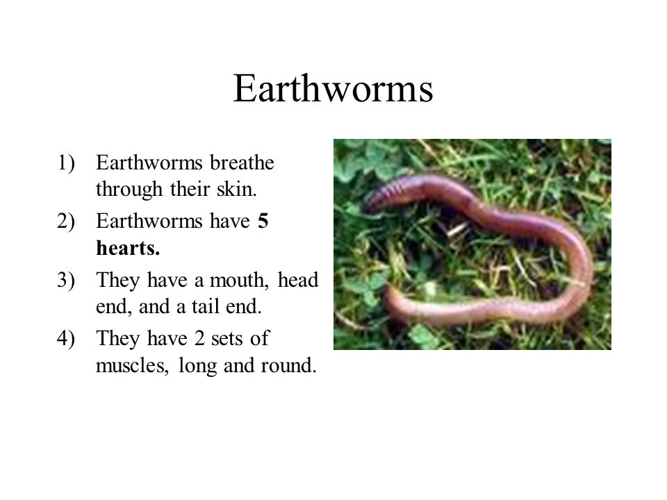 Earthworms 1) Earthworms are animals that live in the soil. 2) They do not  have any eyes, ears, hands, & legs 3) They do not have any bones. 4) They  are. - ppt download