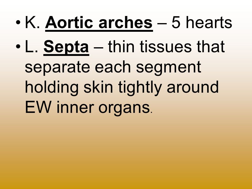 K. Aortic arches – 5 hearts L.