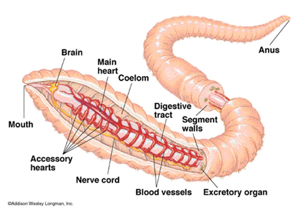 oligochaeta dissection