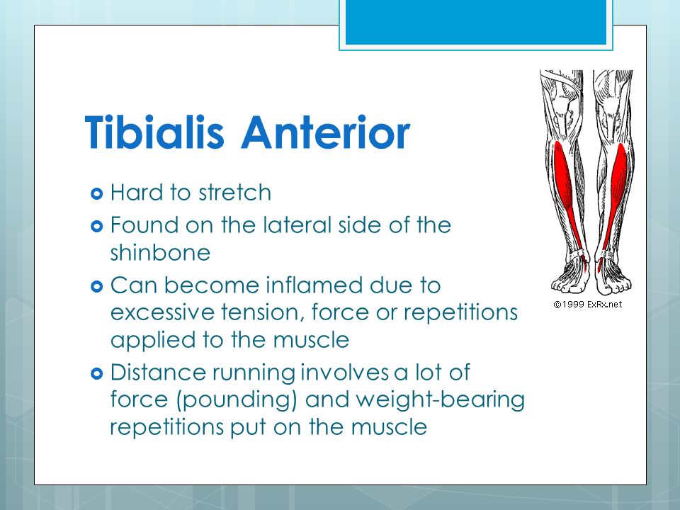 Inflamed Tibialis Anterior through Distance Running Jenna Hickey. - ppt ...