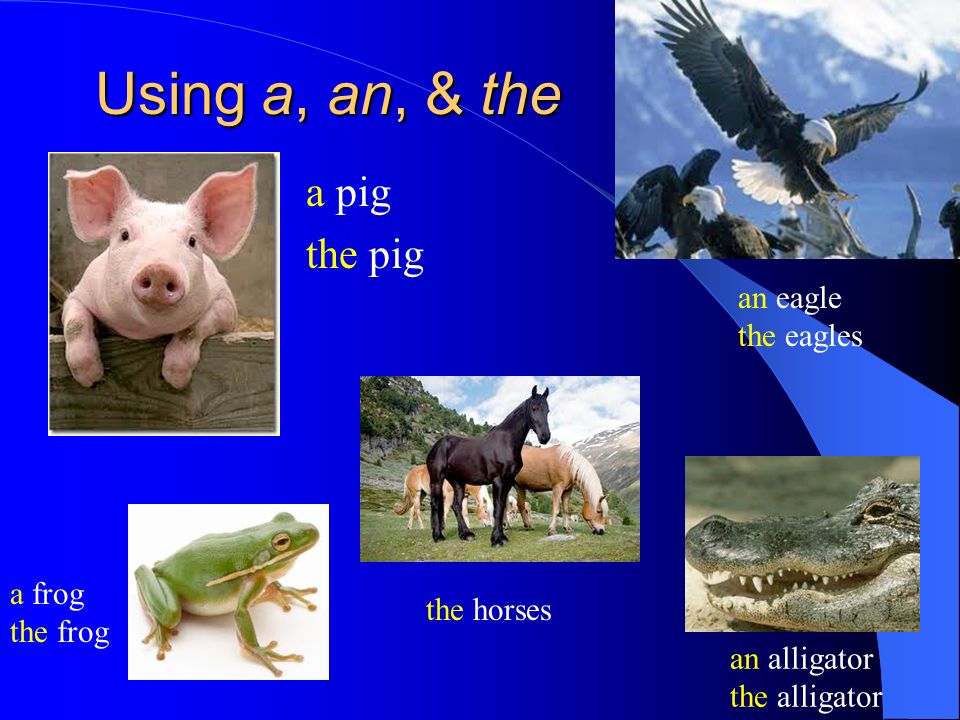 Using a, an, & the a pig the pig a frog the frog an alligator the alligator an eagle the eagles the horses
