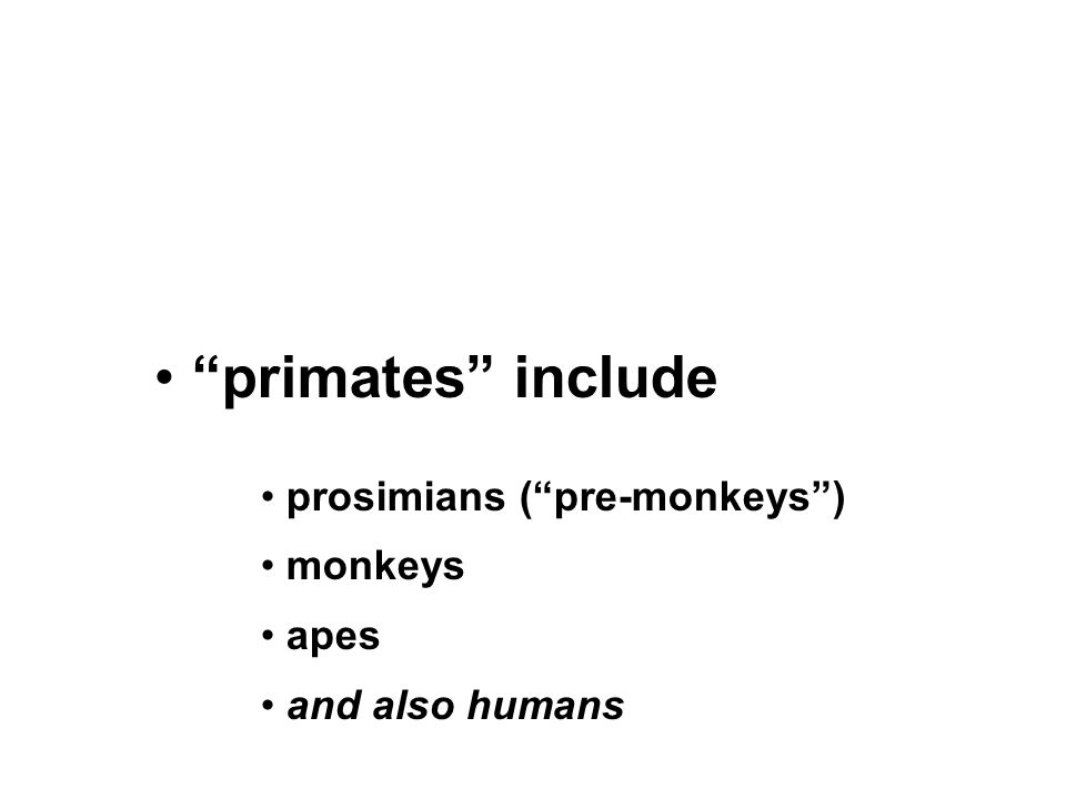 primates include prosimians ( pre-monkeys ) monkeys apes and also humans