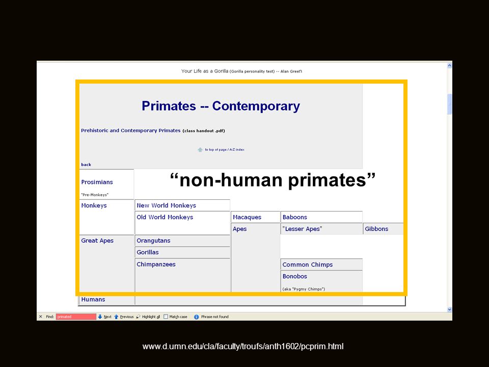 non-human primates