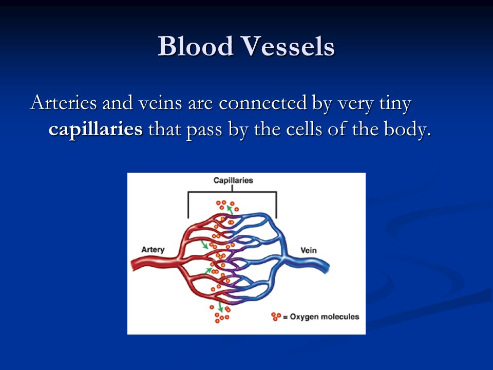 Blood Vessels Arteries and veins are connected by very tiny capillaries that pass by the cells of the body.