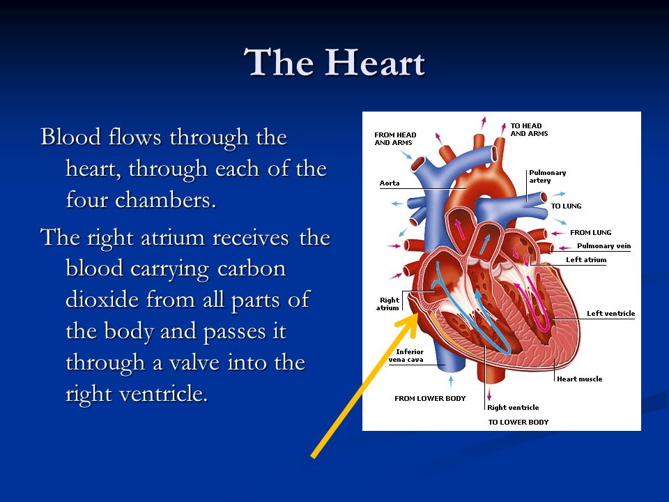 The Heart Blood flows through the heart, through each of the four chambers.