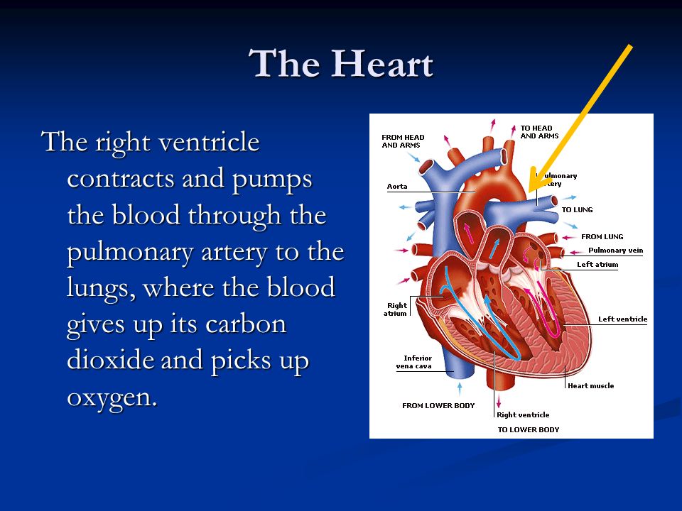 The Heart The right ventricle contracts and pumps the blood through the pulmonary artery to the lungs, where the blood gives up its carbon dioxide and picks up oxygen.