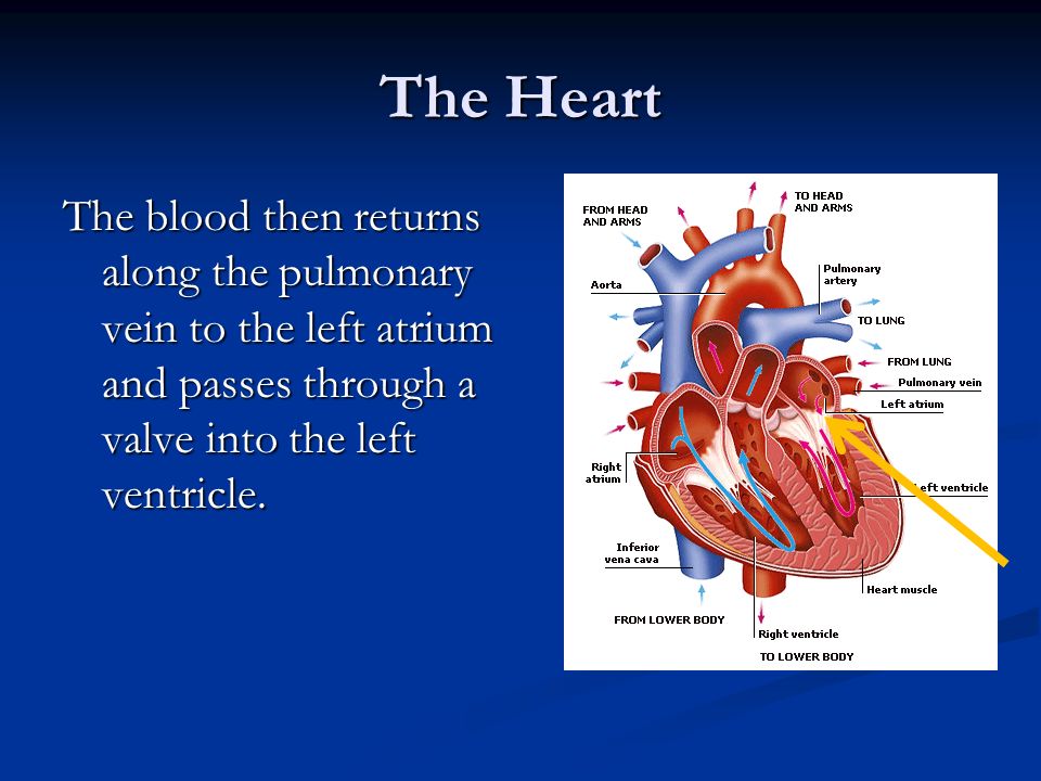The Heart The blood then returns along the pulmonary vein to the left atrium and passes through a valve into the left ventricle.