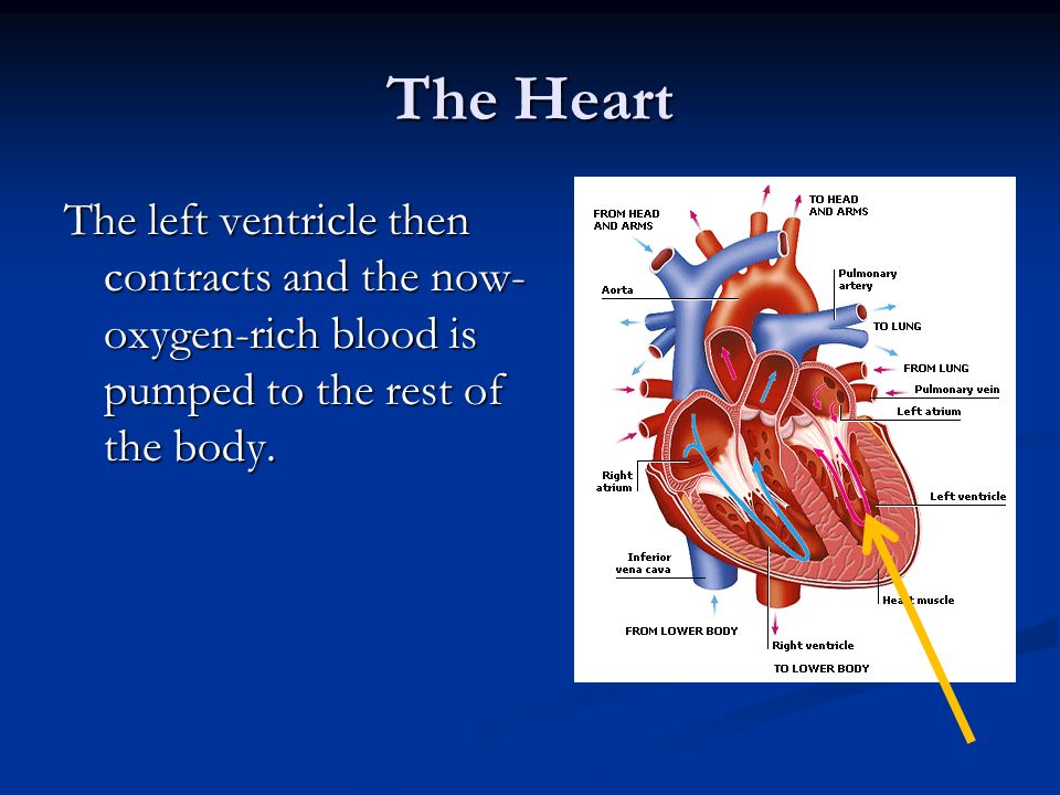 The Heart The left ventricle then contracts and the now- oxygen-rich blood is pumped to the rest of the body.