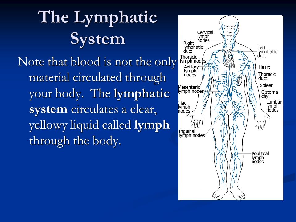 The Lymphatic System Note that blood is not the only material circulated through your body.