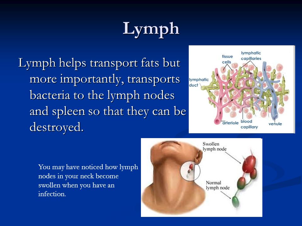 Lymph Lymph helps transport fats but more importantly, transports bacteria to the lymph nodes and spleen so that they can be destroyed.