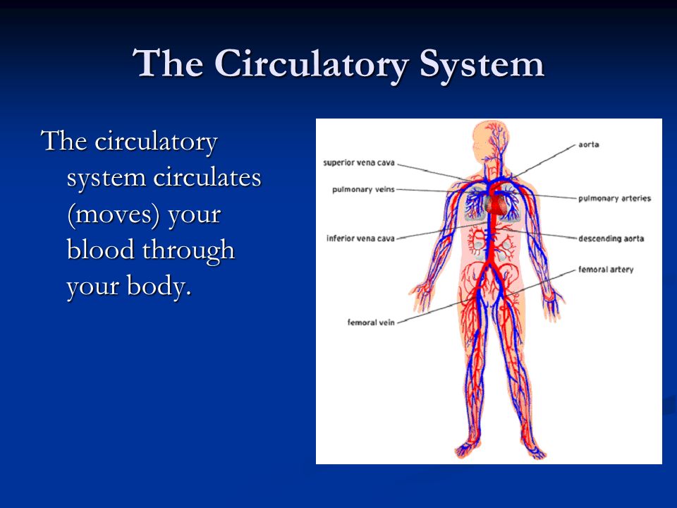 The circulatory system circulates (moves) your blood through your body.