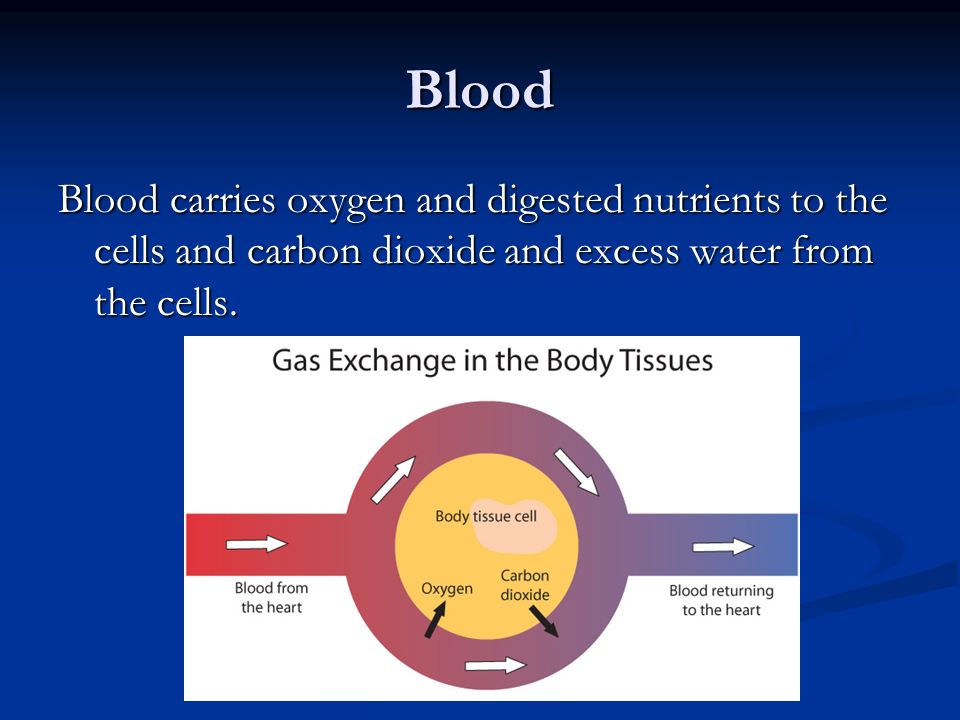 Blood Blood carries oxygen and digested nutrients to the cells and carbon dioxide and excess water from the cells.
